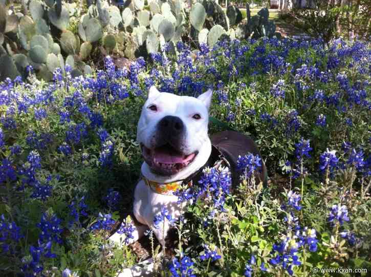 Where to find bluebonnets near Austin?
