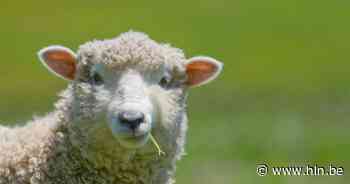 Schapenherders van KEMP vzw zwieren opnieuw (stal)deuren open voor 'Lammetjesdag' - Het Laatste Nieuws