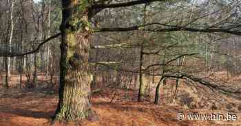 Samen ravotten in Prinsenpark op Buitenspeeldag | Retie | hln.be - Het Laatste Nieuws