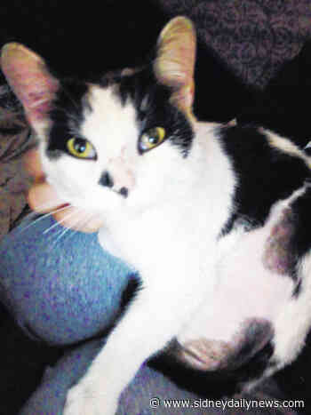 Pulling for 'Pulley' - sidneydailynews.com