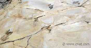 Scientists Trace Funky Footprints to Dinosaur Injury 129 Million Years Ago     - CNET