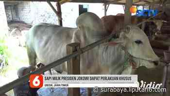 VIDEO: Jokowi Pesan Sapi Peranakan Ongole dari Peternak di Gresik - surabaya.liputan6.com