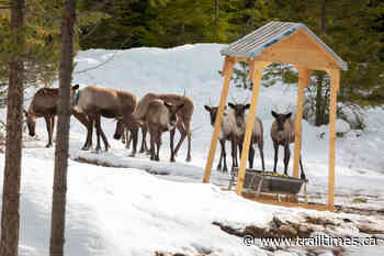 Caribou capture successful for central Selkirk maternity pen - Trail Times