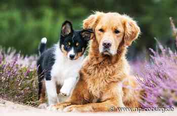 Steuererhöhung - Tschirn bittet Hundehalter stärker zur Kasse - Neue Presse Coburg