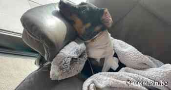 Buurt opgeschrikt na twee bijtincidenten met American Stafford in Wielsbeke: “Schrik zit er goed in.” - Het Laatste Nieuws