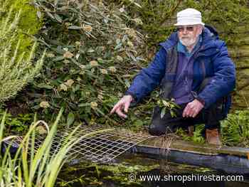 Frogs overrunning gardener's wildlife haven 'being driven from breeding ground by development' - Shropshire Star