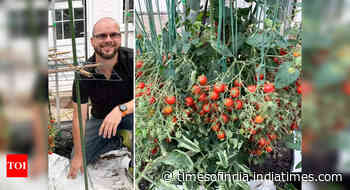 British gardener sets a new world record for growing more than 1200 tomatoes on one stem - Times of India