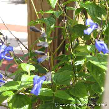 Get The Dirt: The Lazy Gardener - Osprey Observer