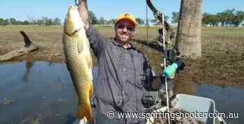 Bowfishing For Carp Allowed In Inland NSW Waters - Sporting Shooter