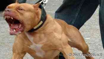 Bari, rapinano commerciante minacciandolo con un pitbull: "I soldi o ti azzanna". In tre ai domiciliari - La Repubblica