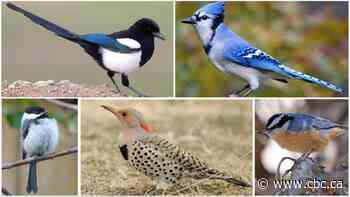 Which bird do you think should be Calgary's feathered friend?
