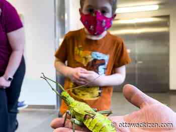 'First farmers' star in a new bug exhibit at the Canadian Museum of Nature