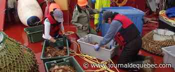 Pressions politiques pour une ouverture hâtive de la pêche au crabe du Golfe