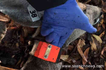 Deer team out checking Oak Bay does for collar fit - Saanich News