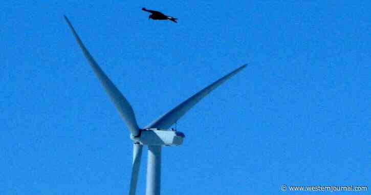 Wind Energy Company to Pay $35 Million After Mass Killing of Bald Eagles