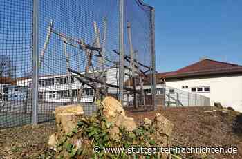 Leinfelden-Echterdingen - Warum gesunde Bäume weichen mussten - Stuttgarter Nachrichten