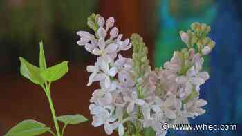 Lilac Festival poster, lineup for 2022 unveiled