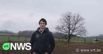 Landbouwer uit Bekkevoort plant bomen in weide: "Koeien in de schaduw geven meer melk" - VRT NWS