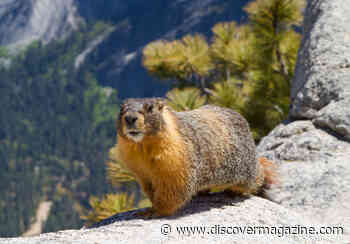 Yellow-Bellied Marmot Sleeping Habits Offer Clues to Longevity