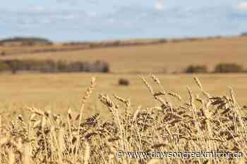 PRRD seeks provincial relief for ag producers - Dawson Creek Mirror