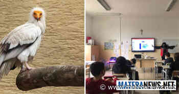 Matera: in via di estinzione questo avvoltoio della murgia materana considerato sacro dagli egizi. I dettagli - Matera News