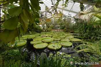 Plantentuin Meise ontving vorig jaar recordaantal bezoekers - BRUZZ