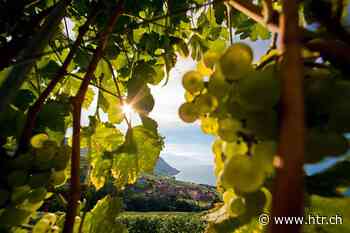 Gemeinde Champagne VD: kein Schutz für die Weine - htr.ch - htr.ch