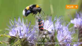 Aichach-Friedberg: Damit es am Straßenrand blüht: Neues Pflegekonzept für Grünstreifen | Friedberger Allgemeine - Augsburger Allgemeine