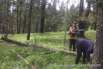 'Mother tree experiment' studies selective logging in Fort St. James – Vanderhoof Omineca Express - Omineca Express