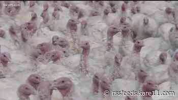 More Minnesota poultry flocks infected with bird flu