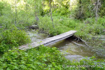 Shuswap trail system closed for logging, removal of trees infested with bark beetle – Salmon Arm Observer - Salmon Arm Observer