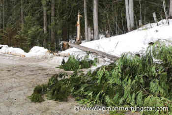 Vandals chop down tree, steal sign at Armstrong trail – Vernon Morning Star - Vernon Morning Star