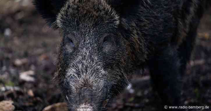 Wildschwein soll nicht länger «Putin» heißen