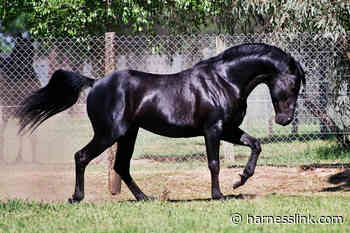 Village Jasper – you were perfect in every way - Harnesslink