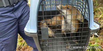 Fox captured by police after biting congressman on Capitol Hill