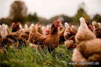 Geflügelpest auf dem Rückzug: Federvieh darf wieder aus dem Stall - Stade - Tageblatt-online