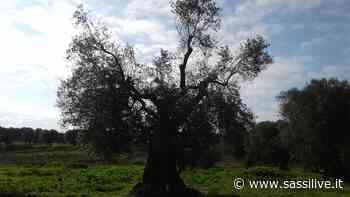 Alsia: giornate dimostrative di potatura dell'olivo a vaso policonico a Melfi e a Pantanello di Metaponto - Sassilive.it