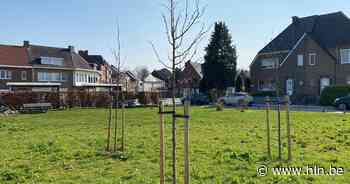 Stad Diest is op zoek naar perfecte plaats voor klimaatboom - Het Laatste Nieuws