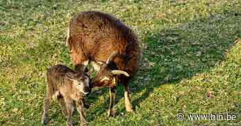 Nieuw leven in Webbekoms broek - Het Laatste Nieuws