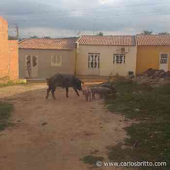 Criadores de zona rural em Juazeiro são advertidos após deixarem animais soltos nas ruas - Carlos Britto