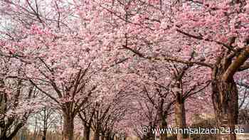 Kirschblüte vs. Wohnhäuser: So streitet das Netz um die Pläne zur Gestaltung des Sümö-Geländes in Mühldorf