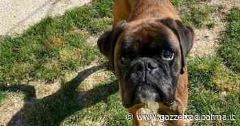 Adottiamoli: Zoe, Argo e Saphira - Gazzetta di Parma