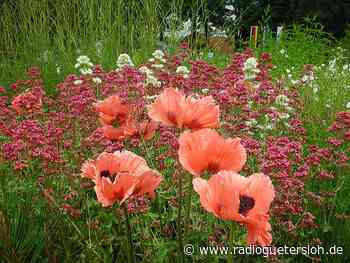 Verl prüft fünf Flächen für eine mögliche Landesgartenschau - Radio Gütersloh