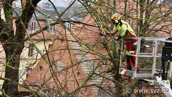 Baumpflegearbeiten Parchim: Verkehr in der Lübzer Chaussee wird für zwei Tage eingeschränkt - svz – Schweriner Volkszeitung