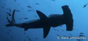 How to Track a Shark - UMass News and Media Relations
