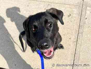 Weyburn Fire Department gains four-legged friend - DiscoverWeyburn.com