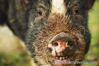 Stray pigs get gussied up for new Langley homes – Aldergrove Star - Aldergrove Star