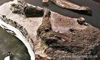 Fragment of Chicxulub asteroid unearthed in US - along with remains of a dinosaur killed by impact 