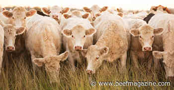 Develop cattle grazing plan with these 4 apps