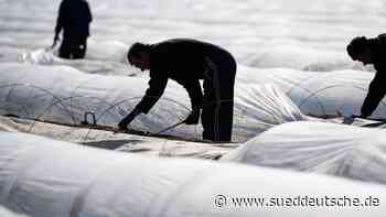 Agrar - Kiel - Gemüseernte im Norden 2021 knapp auf Vorjahresniveau - Wirtschaft - Süddeutsche Zeitung - SZ.de
